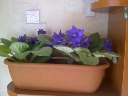 Violet de îngrijire parfumată, cultivare, udare, plantare la domiciliu