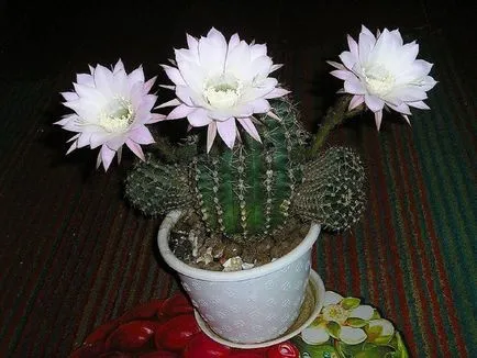 fotografii Echinopsis, vederi și de îngrijire la domiciliu cactus