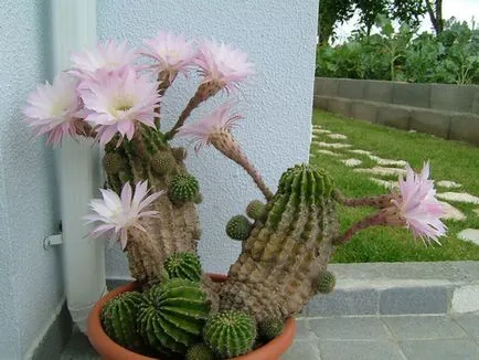 fotografii Echinopsis, vederi și de îngrijire la domiciliu cactus