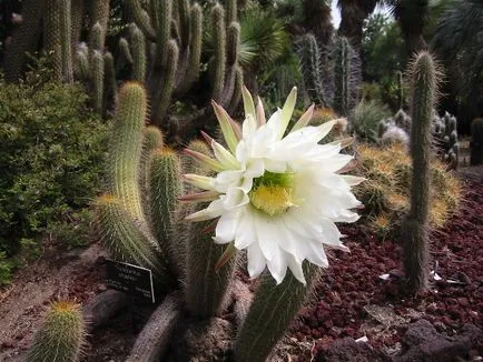 Echinopsis - în special în îngrijire la domiciliu și de reproducere