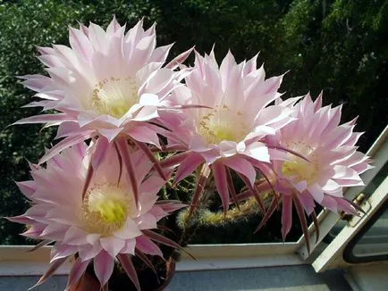 fotografii Echinopsis, vederi și de îngrijire la domiciliu cactus