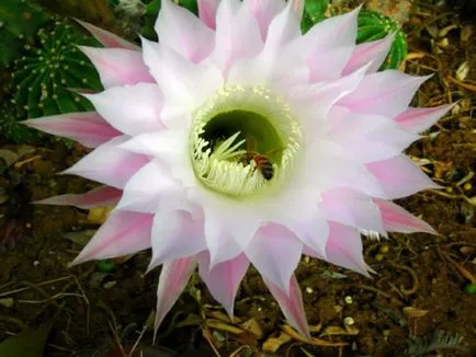 fotografii Echinopsis, vederi și de îngrijire la domiciliu cactus