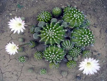 fotografii Echinopsis, vederi și de îngrijire la domiciliu cactus