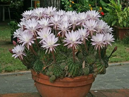 fotografii Echinopsis, vederi și de îngrijire la domiciliu cactus