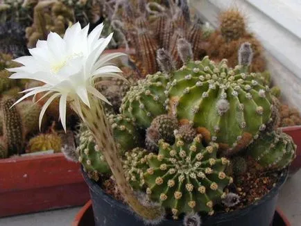 fotografii Echinopsis, vederi și de îngrijire la domiciliu cactus