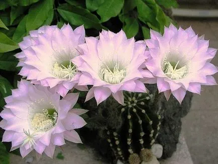 Echinopsis - főleg az otthoni gondozás és tenyésztési