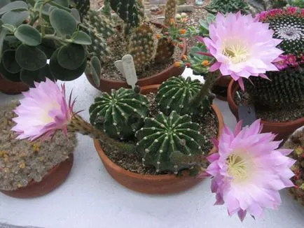 fotografii Echinopsis, vederi și de îngrijire la domiciliu cactus