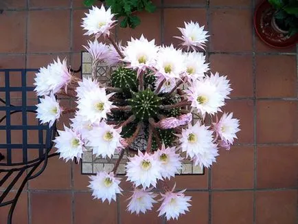 fotografii Echinopsis, vederi și de îngrijire la domiciliu cactus