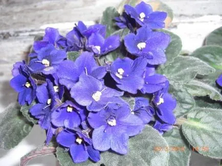 Violet de îngrijire parfumată, cultivare, udare, plantare la domiciliu