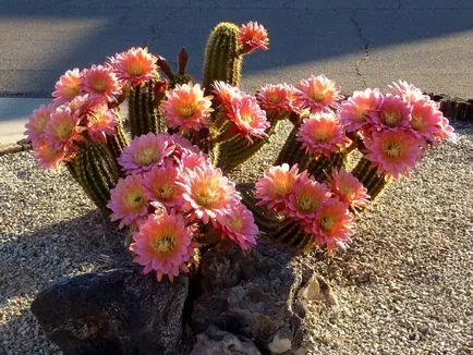 fotografii Echinopsis, vederi și de îngrijire la domiciliu cactus