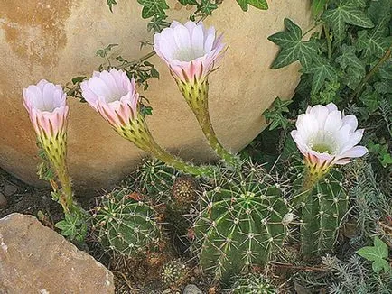 fotografii Echinopsis, vederi și de îngrijire la domiciliu cactus