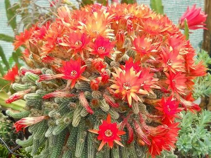 fotografii Echinopsis, vederi și de îngrijire la domiciliu cactus