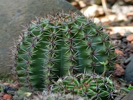 fotografii Echinopsis, vederi și de îngrijire la domiciliu cactus