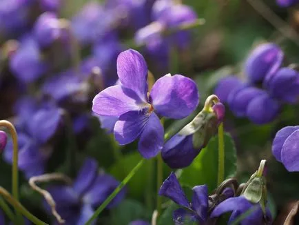 Violet illatos leírás, termesztés, gondozás, 14 fotó egy házat a faluban