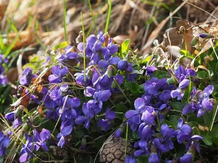 Violet ароматизирана описание, отглеждане, грижа, 14 снимка на къща в селото