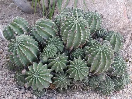 fotografii Echinopsis, vederi și de îngrijire la domiciliu cactus