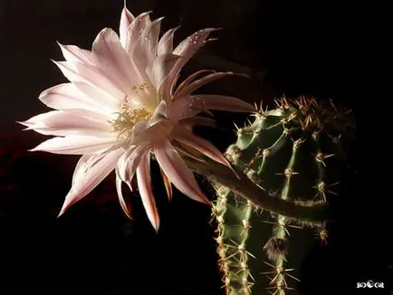 Echinopsis - főleg az otthoni gondozás és tenyésztési