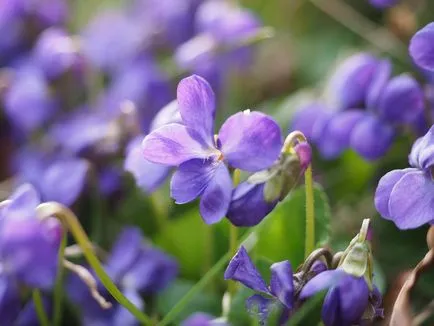 Violet illatos leírás, termesztés, gondozás, 14 fotó egy házat a faluban