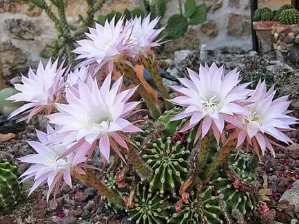 fotografii Echinopsis, vederi și de îngrijire la domiciliu cactus