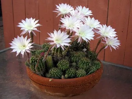 fotografii Echinopsis, vederi și de îngrijire la domiciliu cactus