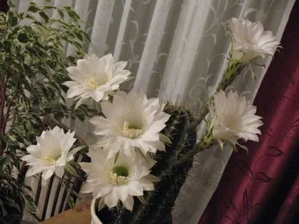 Echinopsis - în special în îngrijire la domiciliu și de reproducere