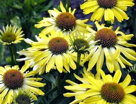 Echinacea, flori de grădină