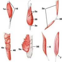 forme mușchi