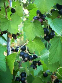 Formarea arborelui de coacaze negre