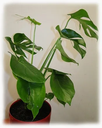 Philodendron - грижи в дома, снимка на цвете