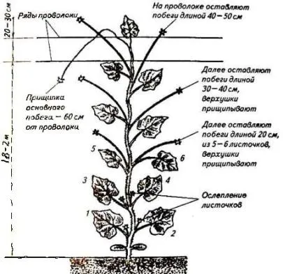 Образуване на краставица произтича