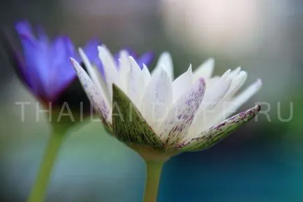 Fotografii flori exotice Thailanda