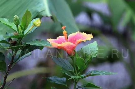 Fotografii flori exotice Thailanda