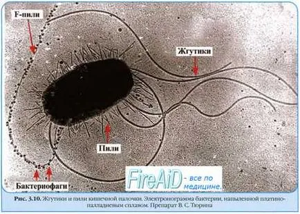 физиология на бактерии