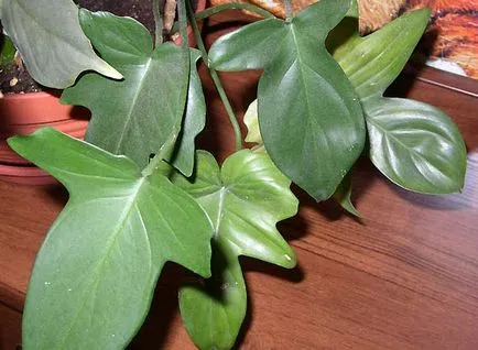 Philodendron домашни грижи, култивиране, размножаване, засаждане, подрязване пресаждането, видове,