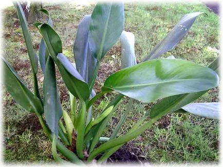 Philodendron - îngrijire la domiciliu, o fotografie a unei flori