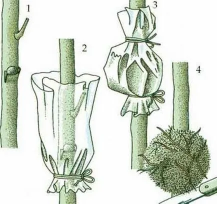 Philodendron всички нюанси на грижите за цветя в дома фото и видео