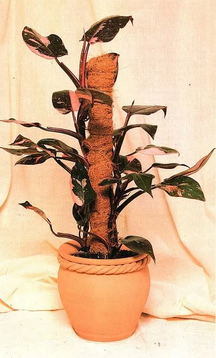 Philodendron всички нюанси на грижите за цветя в дома фото и видео