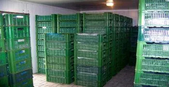 Frigo răsaduri de căpșuni (Fragaria), tehnologie în creștere