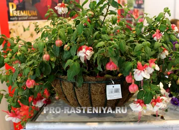 Fuchsia грижа в градината и дома - сайт на растенията