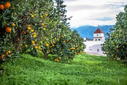 Плодове на Крит - които зеленчуци и плодове се отглеждат в Крит