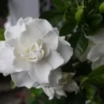 de îngrijire Gardenia în condiții casnice (udare, reproducere, schimbare, boala si de ingrijire a problemei)