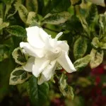 de îngrijire Gardenia în condiții casnice (udare, reproducere, schimbare, boala si de ingrijire a problemei)