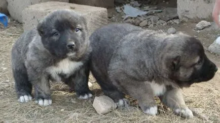 Örmény Gampr Breed leírás, fotó, betű, videó