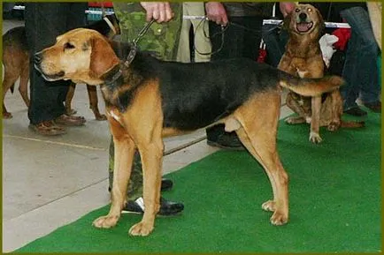 Ganchak Belaruski (Belarusan beagle)