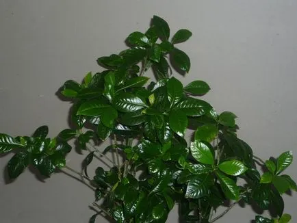 Gardenia jasminoides грижи у дома