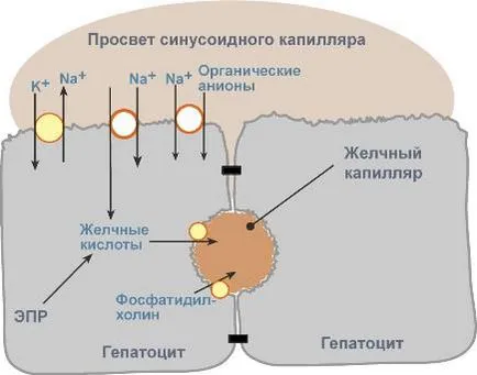 чернодробната функция