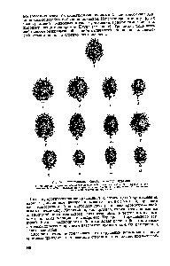 Geteroploidiya - chimist de referință 21