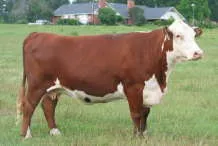 Hereford - descriere, poze Hereford rasa