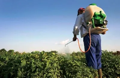 Herbicidek burgonya, a kezelést a gyomok