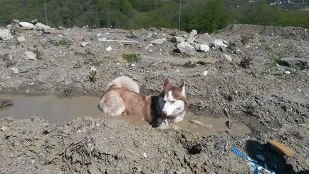 Hol sétálni a kutyát Szocsiban 10 népszerű hely a kutya séta és pihennek a tengerparton, a területen